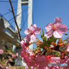 山田池公園の河津桜