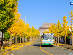 香里ヶ丘のいちょう通り