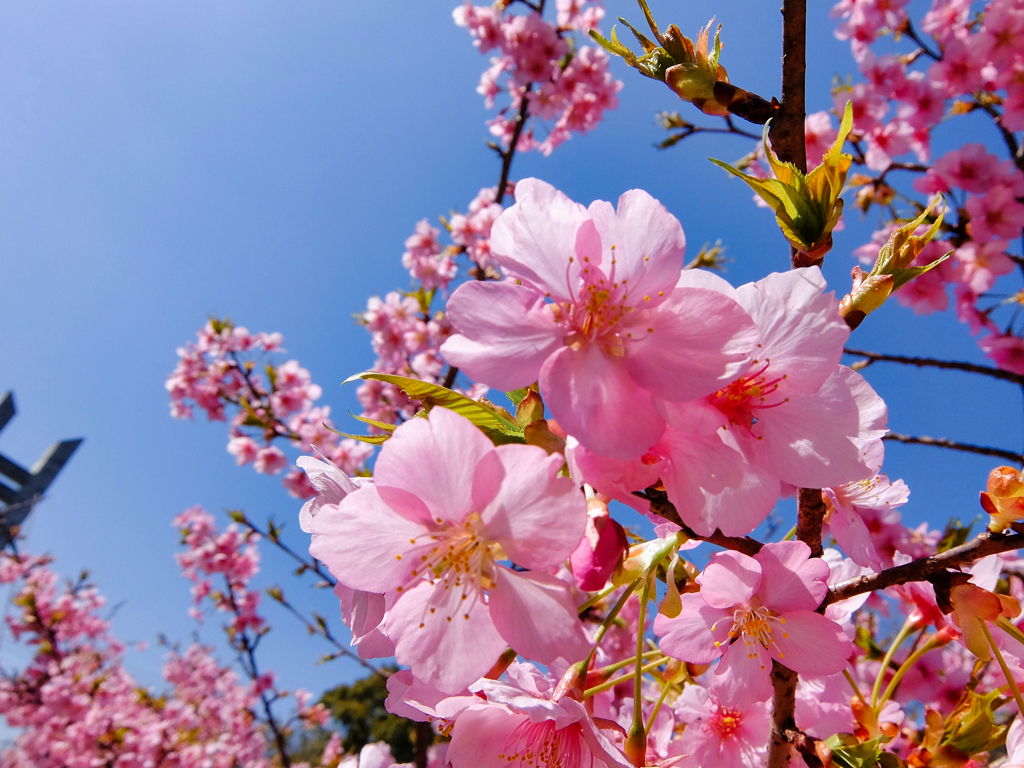 山田池公園の河津桜