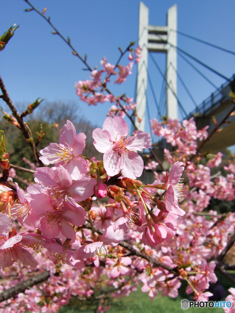 山田池公園の河津桜