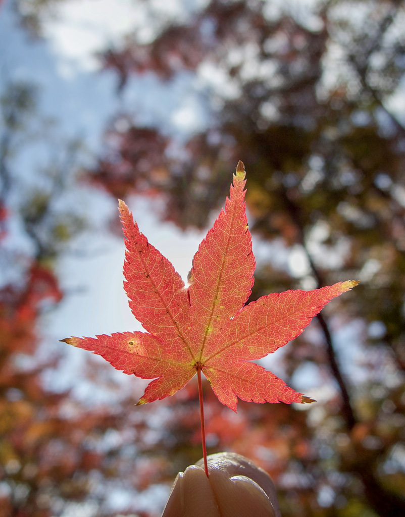 神峯山寺の紅葉②