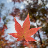 神峯山寺の紅葉②