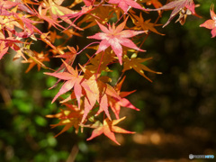 山田池公園の紅葉