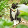 明月院の猫