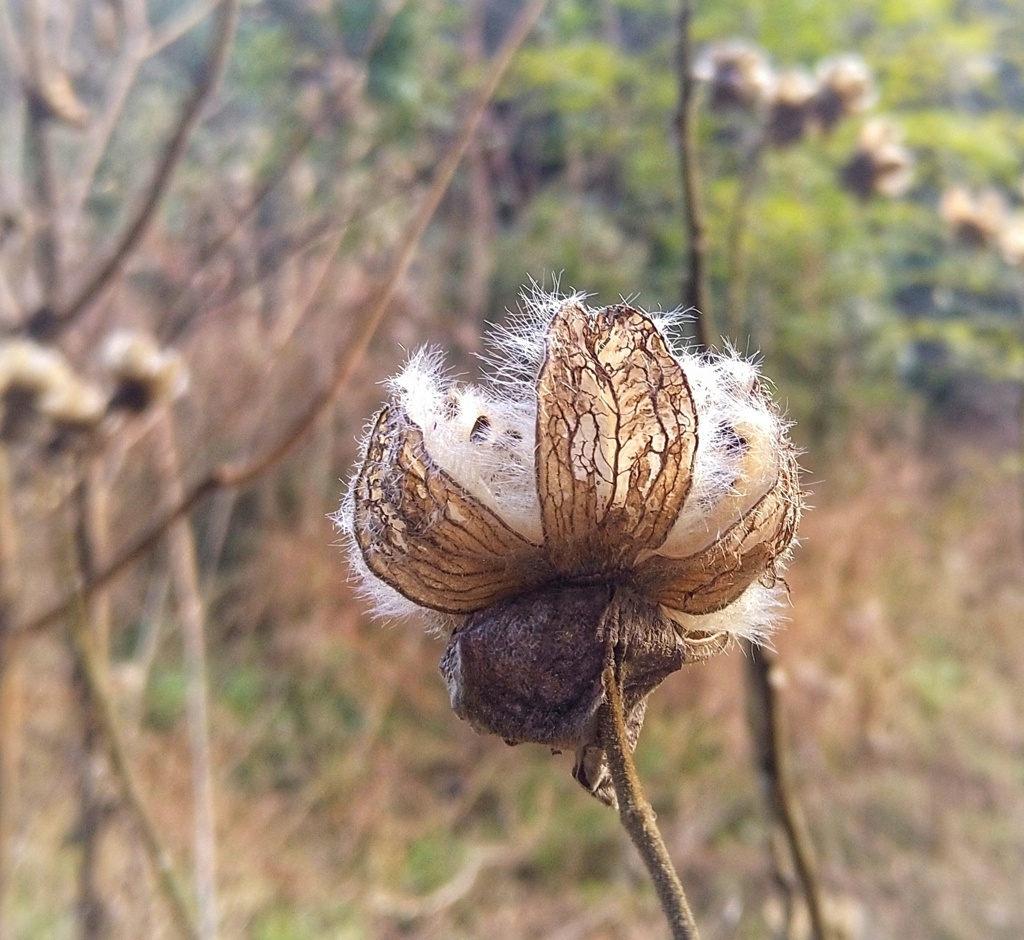 芙蓉