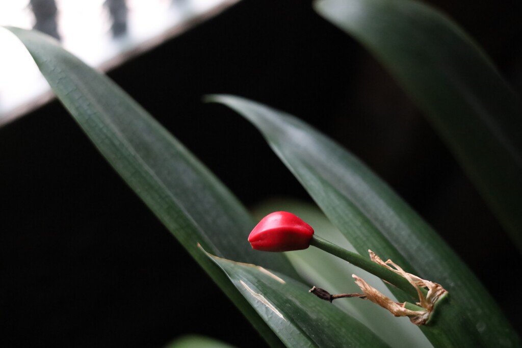 観葉植物