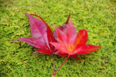 秋の彩り