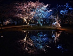 新潟市空中庭園の桜
