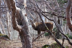 日光白根山の出会い