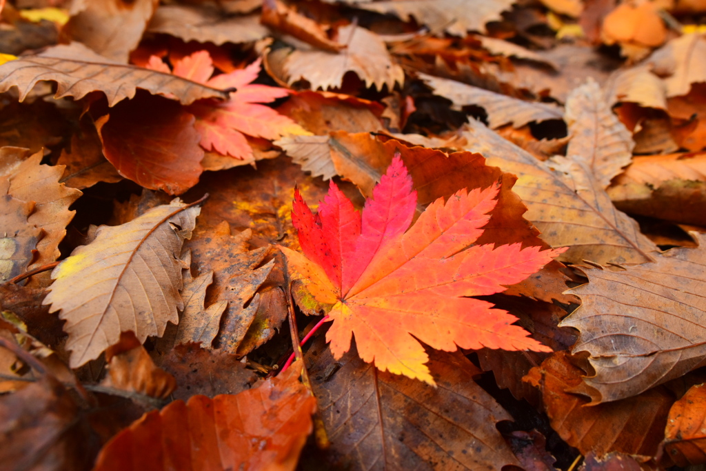 92E35128-7620-4296-B636-AB64C8CA207C