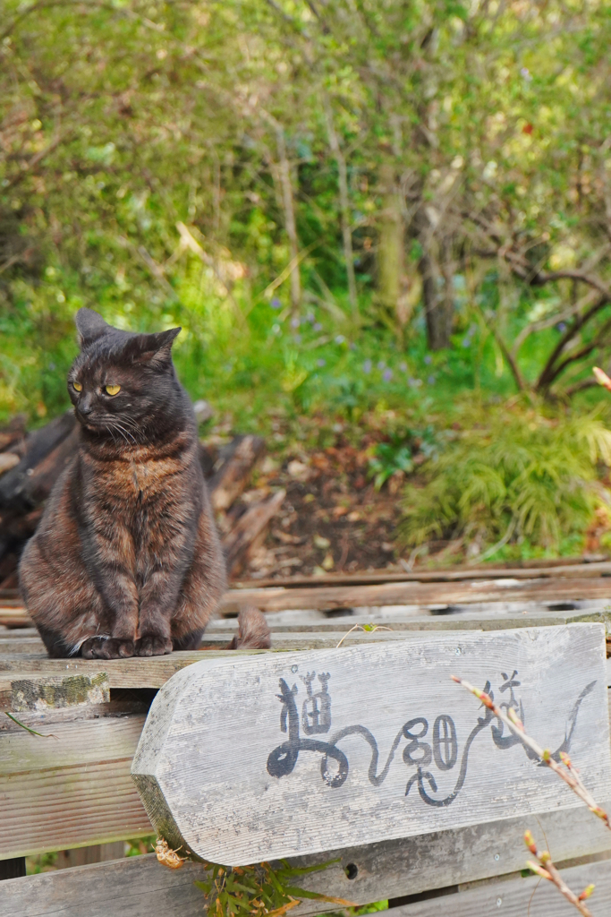 猫の細道