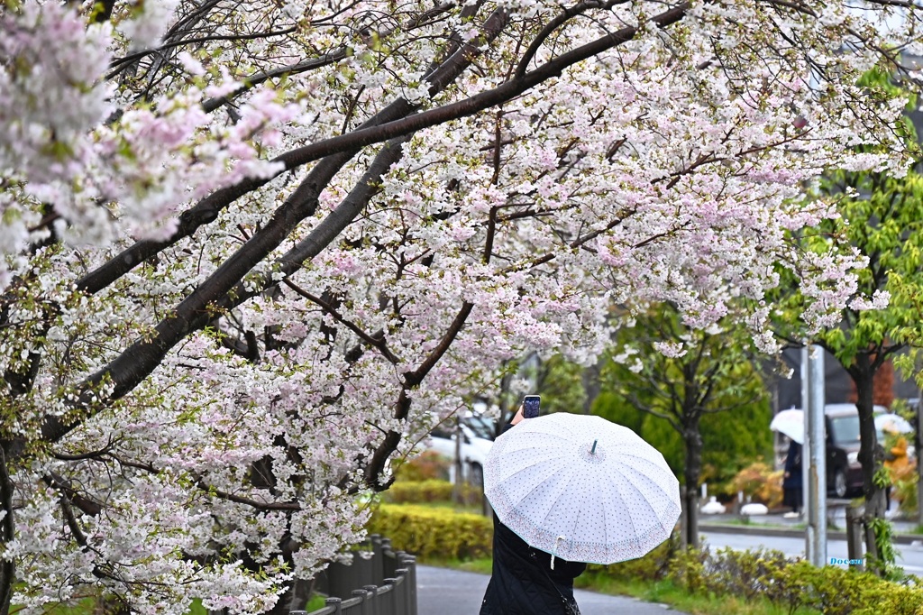 さくらに傘は似合うのか・・・