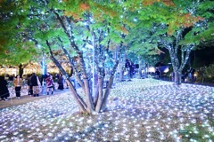 東京ミッドタウンのイルミネーション　その２