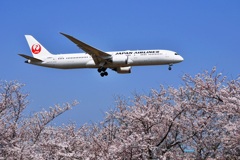 春空に満開の桜～おまけに飛行機～