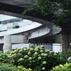 都会の片隅でひそやかに咲いていたアジサイは～その終焉の時を迎えようとしていた