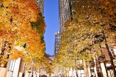 丸の内仲通りのイルミネーション　その４