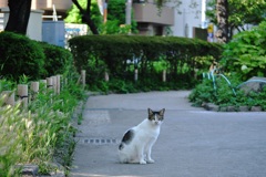 墨田公園のネコちゃん