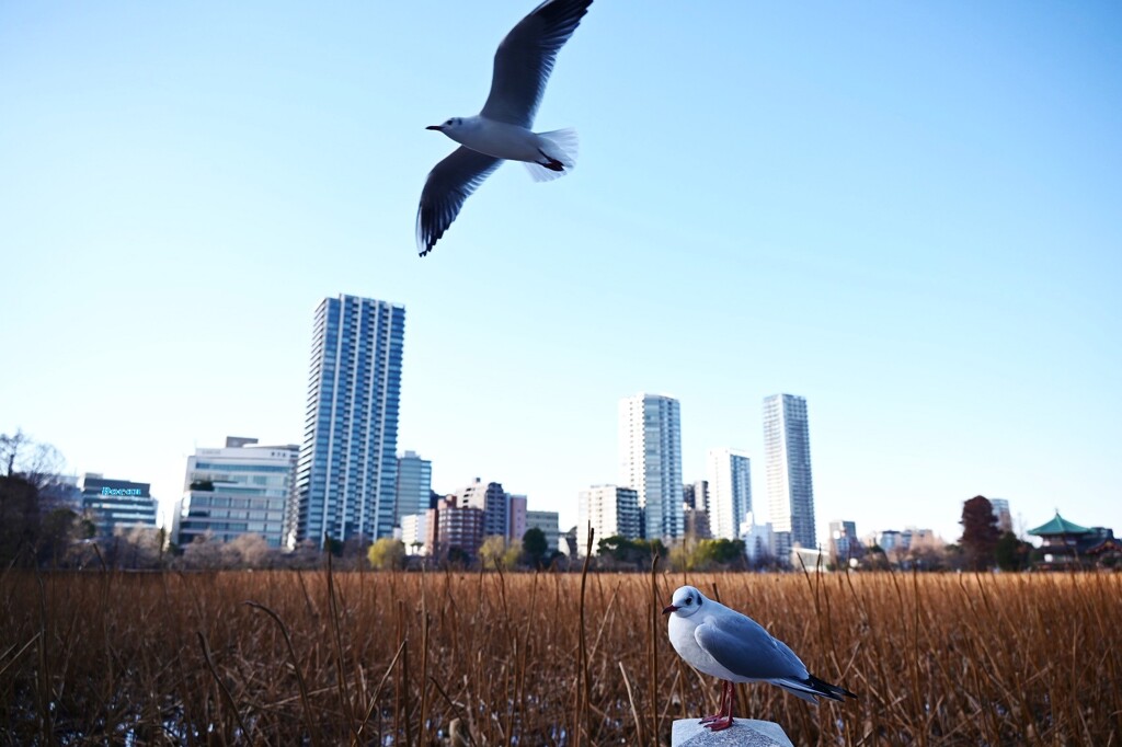 その時～一羽のカモメが飛んだ～♫♪♫♪
