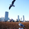 その時～一羽のカモメが飛んだ～♫♪♫♪