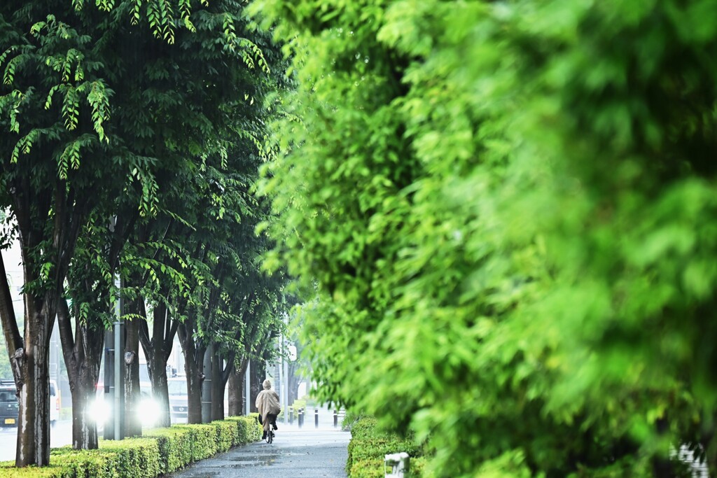 雨の日こそ～カメラ片手に街に出ようと～いつも思ってる╮(︶︿︶)╭