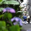 路地には紫陽花