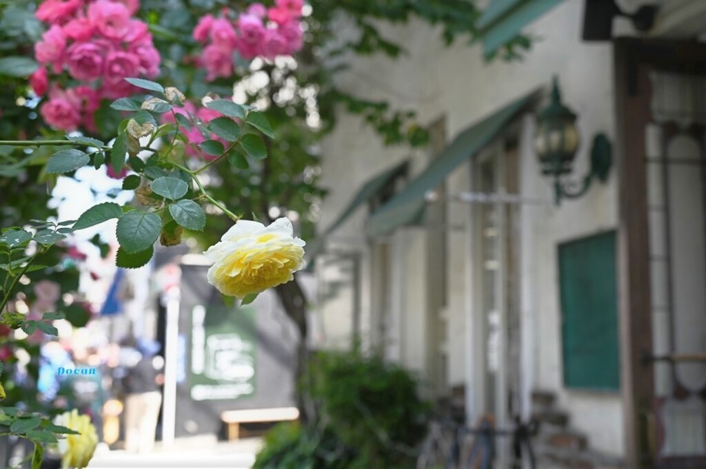 千駄木の薔薇