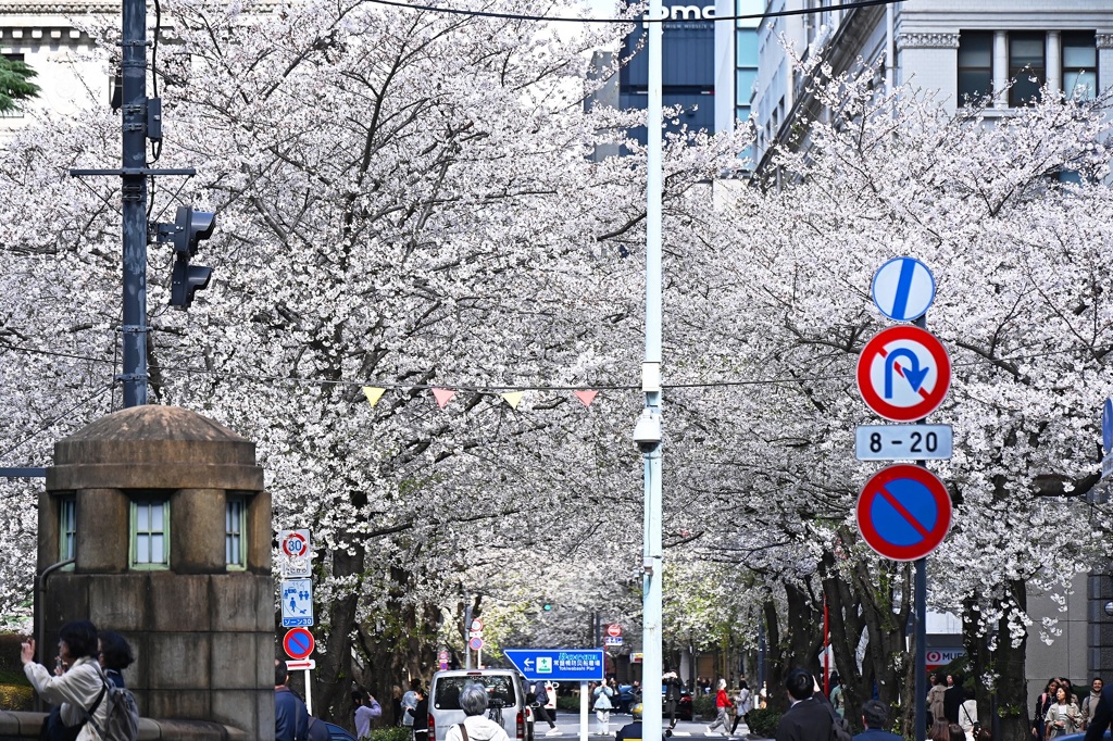 江戸桜通り　その２