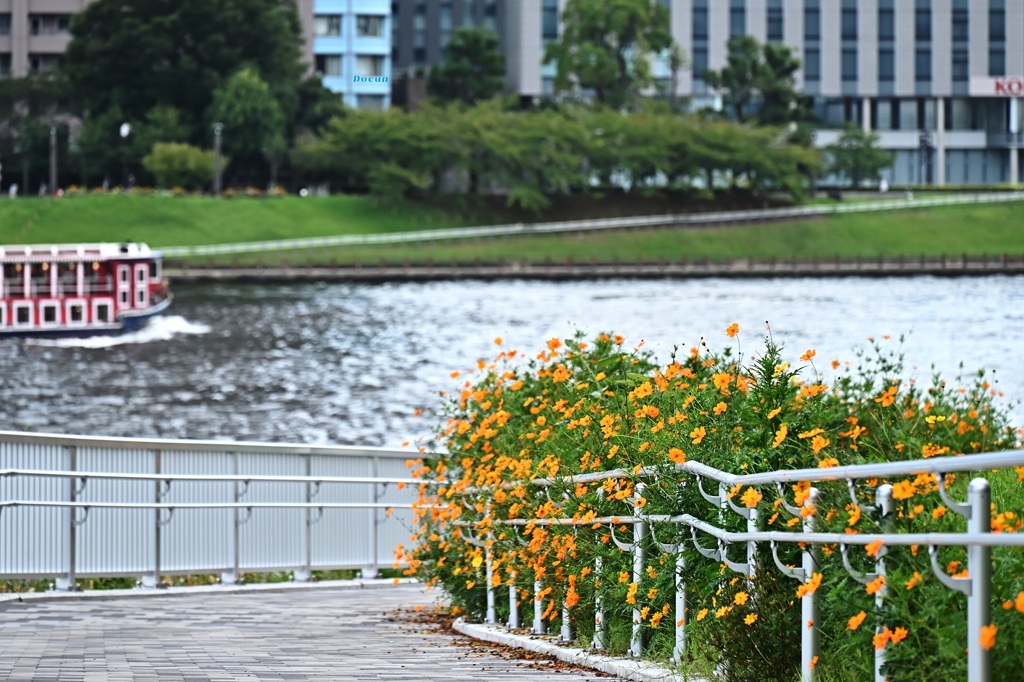 下り坂のコスモス