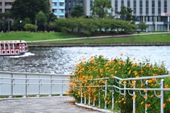 下り坂のコスモス 下り坂のコスモス