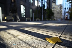 １２月の枯れ葉