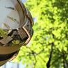 午後一時すぎの新緑