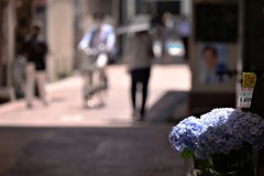 梅雨入り前の花屋さん