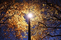 街灯の秋
