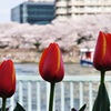 三姉妹