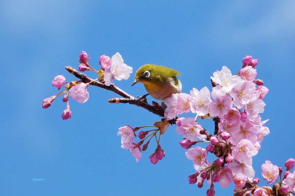 そうです～～～わたしがメジロくん～です