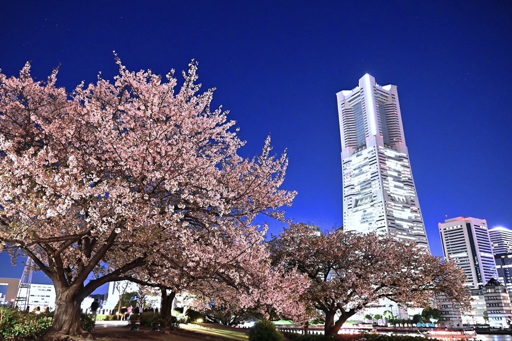 散り始める頃~~ by docandocan (ID:13450721) - 写真共有サイト:PHOTOHITO