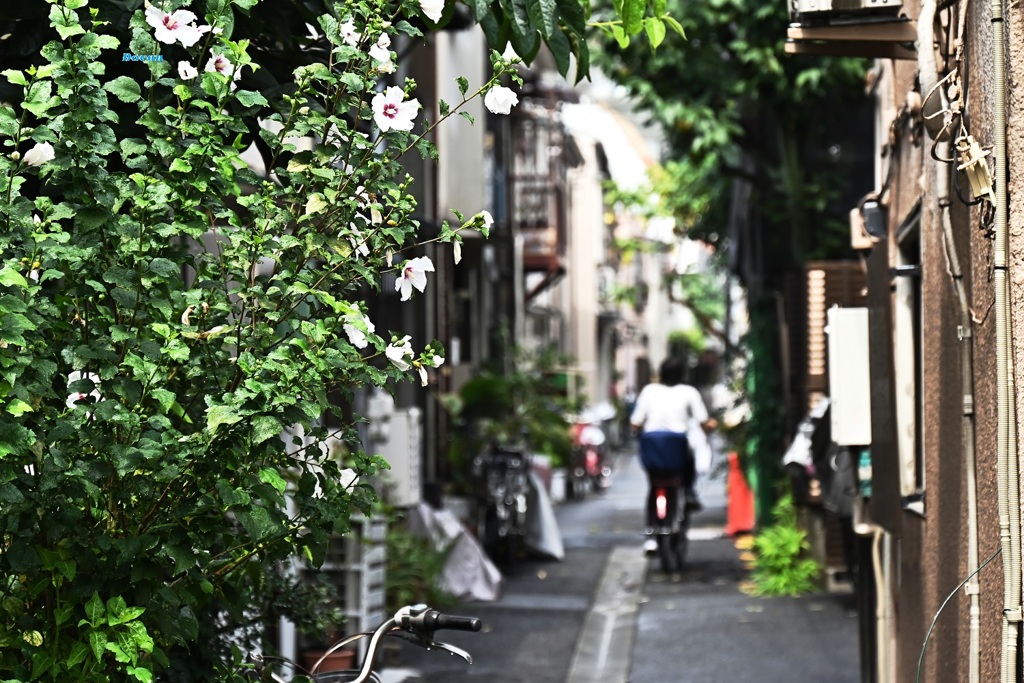 路地には白い花