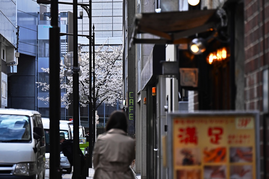 街角にも染井吉野