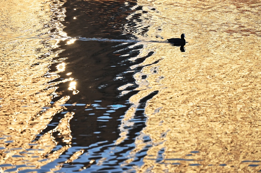 黄金色の大判じゃなくて～～黄金色にオオバン