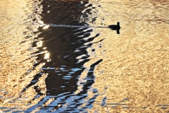 黄金色の大判じゃなくて～～黄金色にオオバン