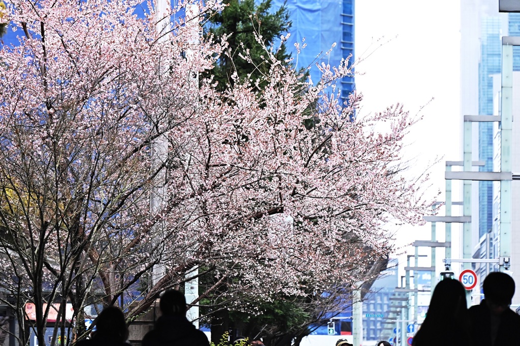 満開