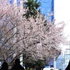 満開