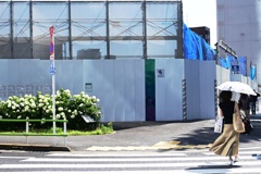 路傍のアナベル
