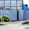 路傍のアナベル