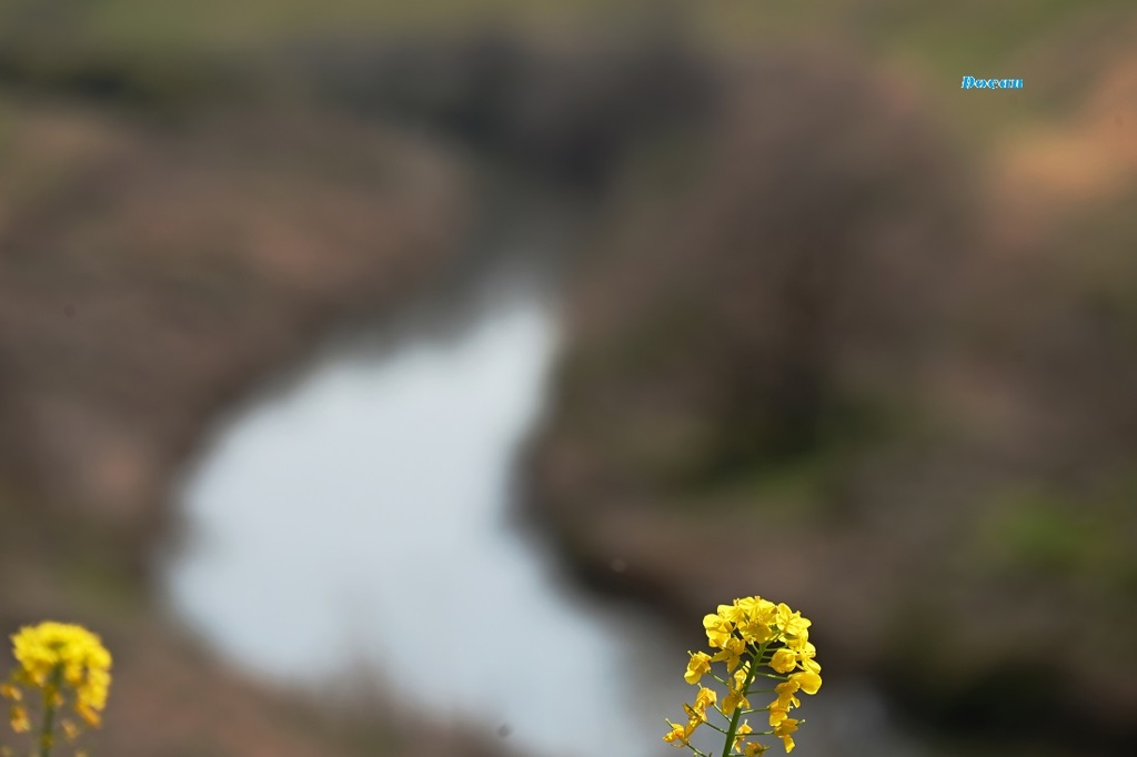 菜の花