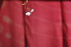 花二輪