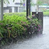 雨が降ってる～～～(^^♪
