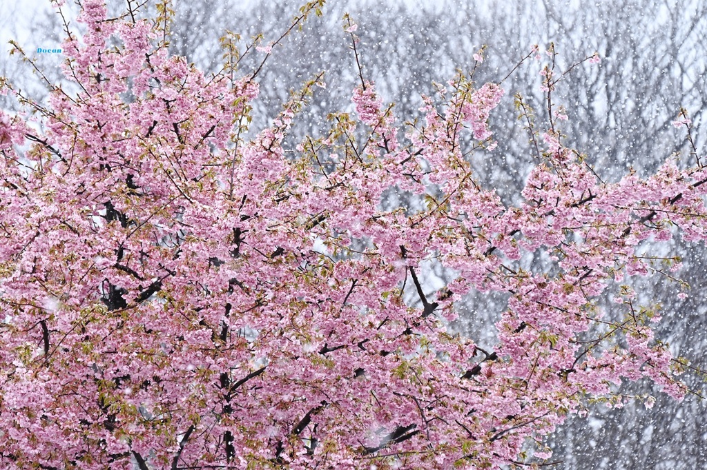 雪と河津桜