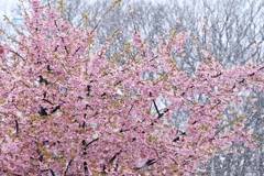 雪と河津桜
