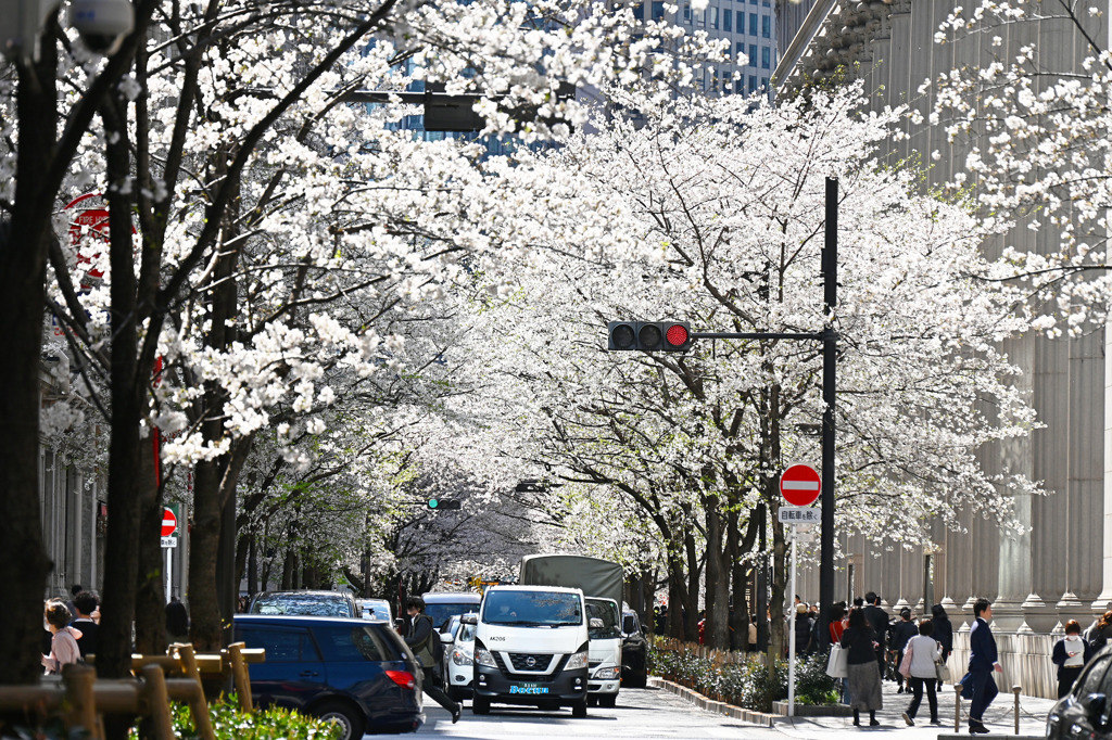江戸桜通り